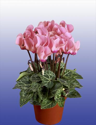 Photo de variété de fleurs à utiliser comme: Pot, patio, Suspension Cyclamen persicum Super Serie® Verano® F1 Light Salmon Pink