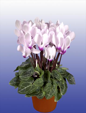 Photo de variété de fleurs à utiliser comme: Pot, patio, Suspension Cyclamen persicum Super Serie® Verano® F1 Light with Eye
