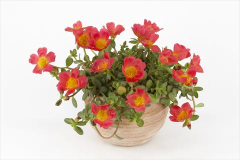 Photo de variété de fleurs à utiliser comme: Pot, Plante à massif, patio, Suspension Portulaca Duna® Red