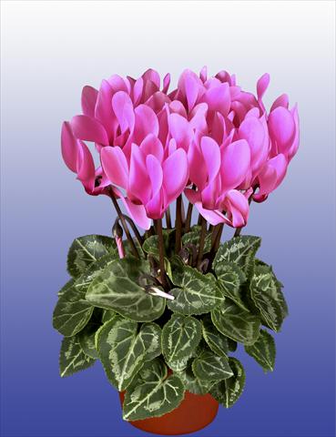 Photo de variété de fleurs à utiliser comme: Pot, patio, Suspension Cyclamen persicum Super Serie® Verano® F1 Neon Pink