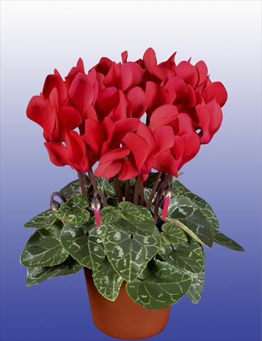 Photo de variété de fleurs à utiliser comme: Pot Cyclamen persicum Super Serie® Verano® F1 Red