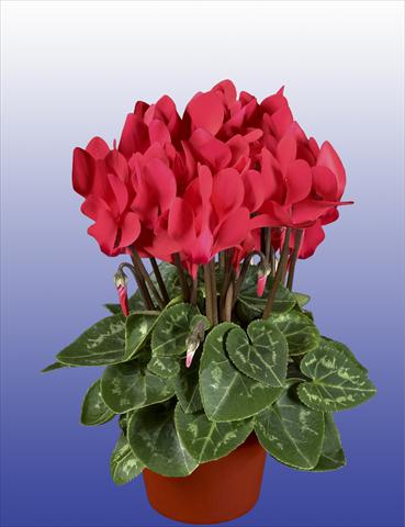 Photo de variété de fleurs à utiliser comme: Pot, patio, Suspension Cyclamen persicum Super Serie® Verano® F1 Salmon Red