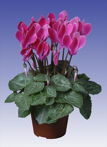 Photo de variété de fleurs à utiliser comme: Pot, patio, Suspension Cyclamen persicum Super Serie® Verano® F1 Wine Red Flamed
