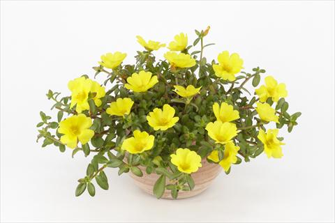 Photo de variété de fleurs à utiliser comme: Pot, Plante à massif, patio, Suspension Portulaca Duna® Yellow