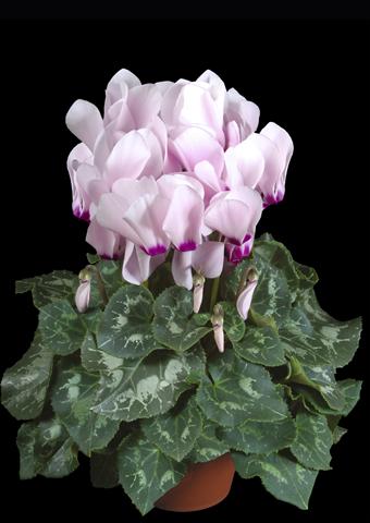 Photo de variété de fleurs à utiliser comme: Pot Cyclamen persicum Super Serie® XL® F1 Light with Eye