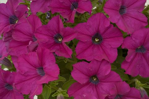 Photo de variété de fleurs à utiliser comme: Pot, patio, Suspension Petunia Purple Ray