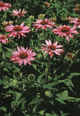 Photo de variété de fleurs à utiliser comme: Plante à massif/ plante de bordure Echinacea purpurea Ruby Star