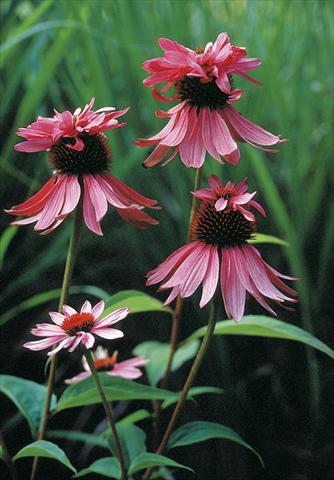 Photo de variété de fleurs à utiliser comme: Plante à massif/ plante de bordure Echinacea purpurea Doubledecker
