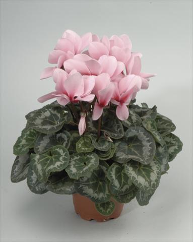 Photo de variété de fleurs à utiliser comme: Pot et Plante à massif Cyclamen persicum Rainier Light Pink with Eye