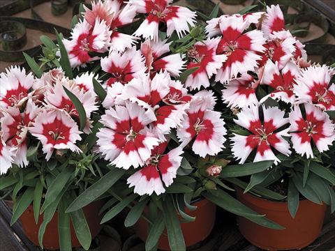 Photo de variété de fleurs à utiliser comme: Pot et Plante à massif Dianthus chinensis Super Parfait Red Peppermint