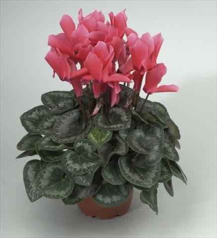 Photo de variété de fleurs à utiliser comme: Pot et Plante à massif Cyclamen persicum Rainier Rose