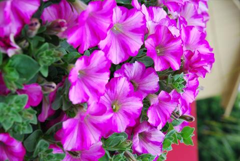 Photo de variété de fleurs à utiliser comme: Pot, patio, Suspension Petunia Supertunia™ Raspberry Blast