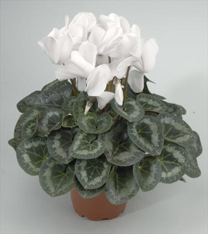 Photo de variété de fleurs à utiliser comme: Pot et Plante à massif Cyclamen persicum Rainier White