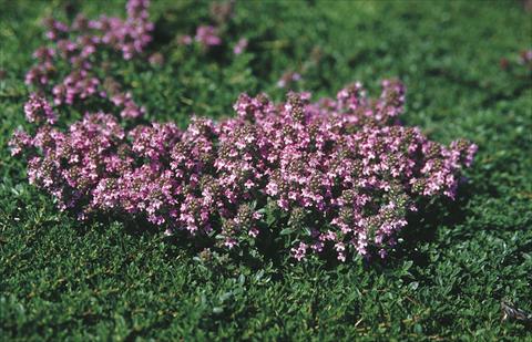 Photo de variété de fleurs à utiliser comme: Plante à massif/ plante de bordure Thymus serpyllum Magic Carpet