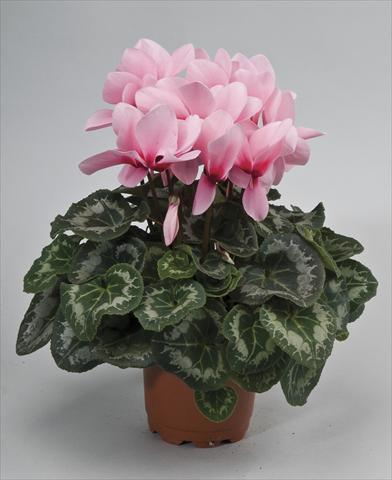 Photo de variété de fleurs à utiliser comme: Pot et Plante à massif Cyclamen persicum Rainier Light Pink Eye