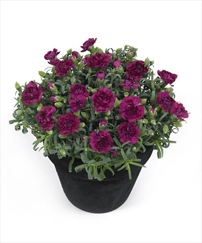 Photo de variété de fleurs à utiliser comme: Pot Dianthus Tess
