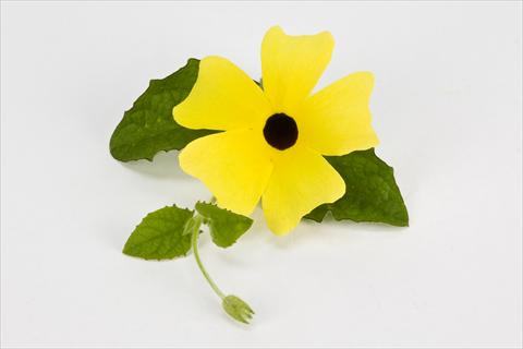 Photo de variété de fleurs à utiliser comme: Suspension / pot Thumbergia alata Gelb