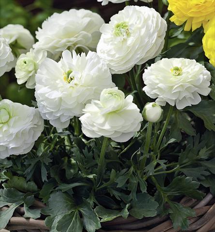 Photo de variété de fleurs à utiliser comme: Pot Ranunculus asiaticus Magic White