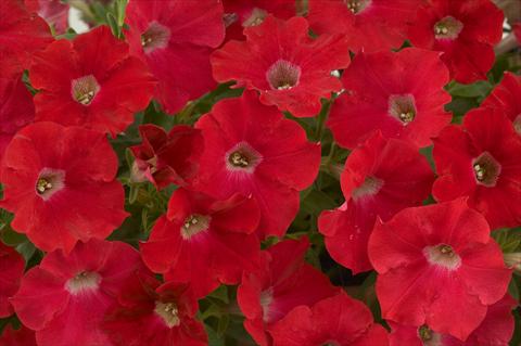 Photo de variété de fleurs à utiliser comme: Pot, patio, Suspension Petunia Red Ray