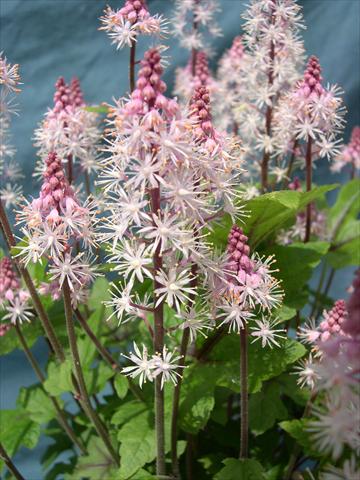 Photo de variété de fleurs à utiliser comme: Pot, Plante à massif, patio Tiarella polyphylla Tiarella Snowblanket