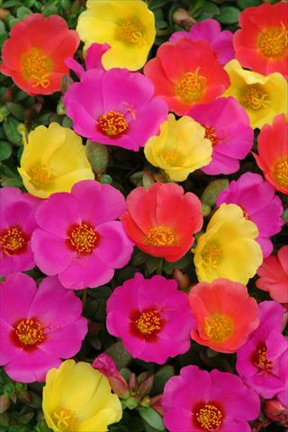 Photo de variété de fleurs à utiliser comme: Pot et Plante à massif Portulaca Toucan Hot Mix