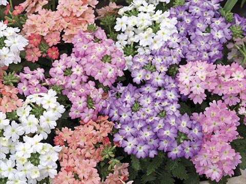 Photo de variété de fleurs à utiliser comme: Pot, Plante à massif, patio Verbena tenera Tuscany Pastel Mix