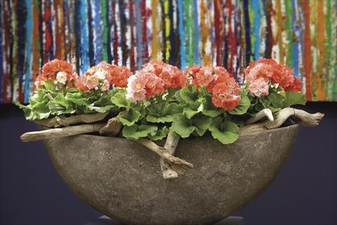 Photo de variété de fleurs à utiliser comme: Pot Primula obconica Twilly Serie Touch Me Midi® F1Dark Orange