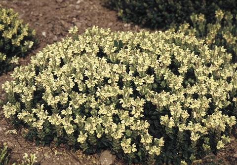 Photo de variété de fleurs à utiliser comme: Plante à massif/ plante de bordure Scutellaria alpina Moonbeam