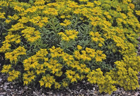 Photo de variété de fleurs à utiliser comme: Plante à massif/ plante de bordure Sedum selskianum Goldilocks