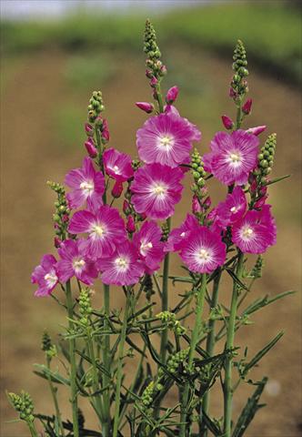 Photo de variété de fleurs à utiliser comme: Plante à massif/ plante de bordure Sidalcea malviflora Purpetta