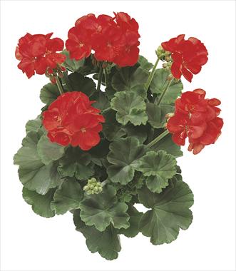 Photo de variété de fleurs à utiliser comme: Patio, pot Pelargonium zonale Antares