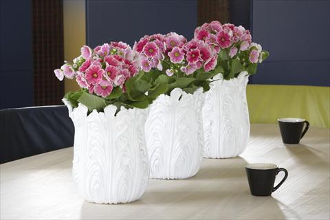 Photo de variété de fleurs à utiliser comme: Pot Primula obconica Twilly Serie Touch Me® Red-White F1