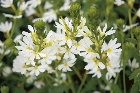 Photo de variété de fleurs à utiliser comme: Patio, Suspension Scaevola aemula White Wonder