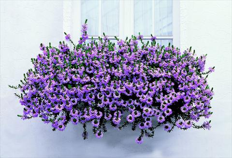 Photo de variété de fleurs à utiliser comme: Pot, patio, Suspension Scaevola aemula Diamont Balconata