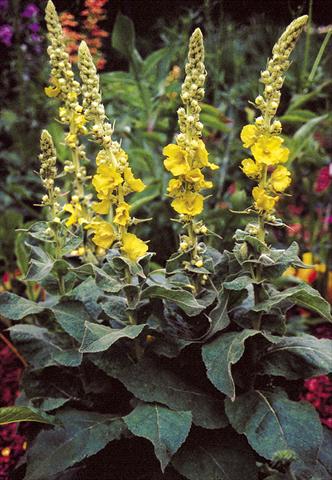 Photo de variété de fleurs à utiliser comme: Plante à massif/ plante de bordure Verbascum hybridum Wega