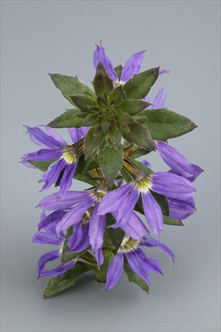 Photo de variété de fleurs à utiliser comme: Pot, Plante à massif, patio, Suspension Scaevola aemula Surdiva Blue