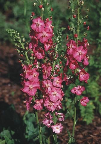 Photo de variété de fleurs à utiliser comme: Plante à massif/ plante de bordure Verbascum phoeniceum Rosetta
