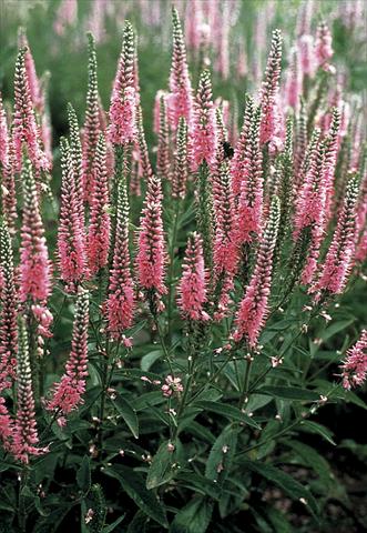 Photo de variété de fleurs à utiliser comme: Plante à massif/ plante de bordure Veronica longifolia Pink Shades