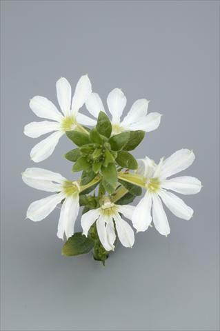 Photo de variété de fleurs à utiliser comme: Pot, Plante à massif, patio, Suspension Scaevola aemula Surdiva White