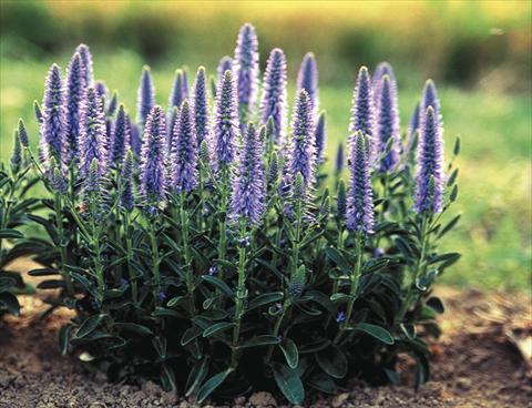 Photo de variété de fleurs à utiliser comme: Plante à massif/ plante de bordure Veronica spicata Nana Blauteppich (Blue Carpet)