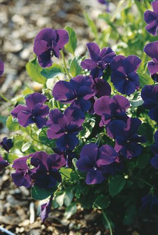 Photo de variété de fleurs à utiliser comme: Plante à massif/ plante de bordure Viola cornuta Ulla
