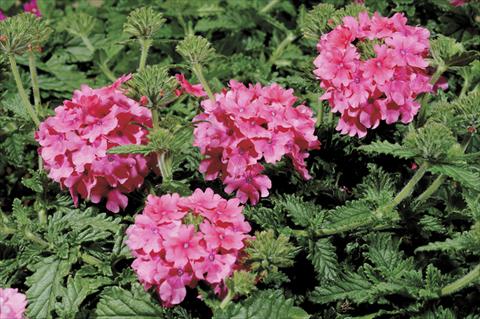 Photo de variété de fleurs à utiliser comme: Pot et Plante à massif Verbena Shangri-La® Rose Scented
