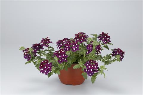 Photo de variété de fleurs à utiliser comme: Patio, Suspension Verbena hybrida Temari® Burgundy Eye