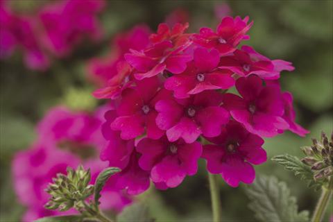 Photo de variété de fleurs à utiliser comme: Pot, Plante à massif, patio, Suspension Verbena Lanai® Raspberry
