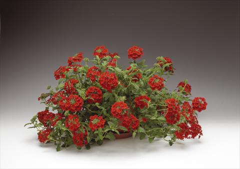 Photo de variété de fleurs à utiliser comme: Pot, Plante à massif, patio, Suspension Verbena Lanai® Early Scarlet