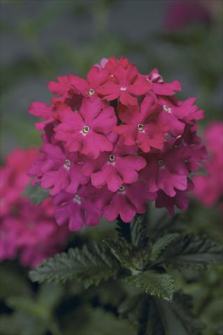 Photo de variété de fleurs à utiliser comme: Pot, Plante à massif, patio, Suspension Verbena Lanai® Hot Pink