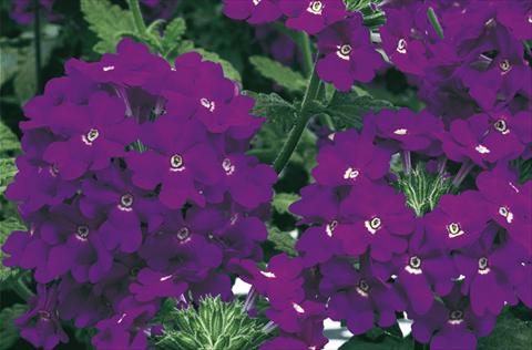 Photo de variété de fleurs à utiliser comme: Pot, Plante à massif, patio, Suspension Verbena Lanai® Blue