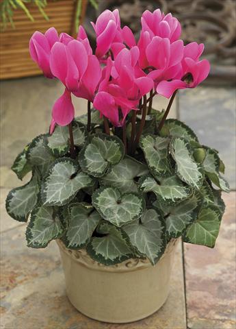 Photo de variété de fleurs à utiliser comme: Pot et Plante à massif Cyclamen persicum SilverHeart Rose