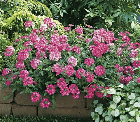 Photo de variété de fleurs à utiliser comme: Pot, Plante à massif, patio, Suspension Verbena Lanai® Bright Pink