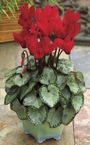 Photo de variété de fleurs à utiliser comme: Pot et Plante à massif Cyclamen persicum SilverHeart Scarlet